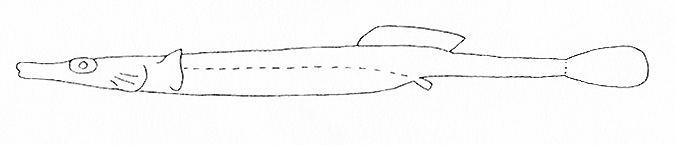Representative of the Syngnathidae family (Gosline & Brock, 1960, fig. 138)